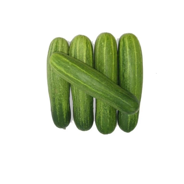 High Quality Natural Fresh Green Cucumber Vegetables Hybrid F1 Cucumber For Sale