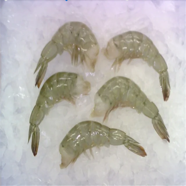 Wild fresh caught white brown whole frozen live cooked shrimp
