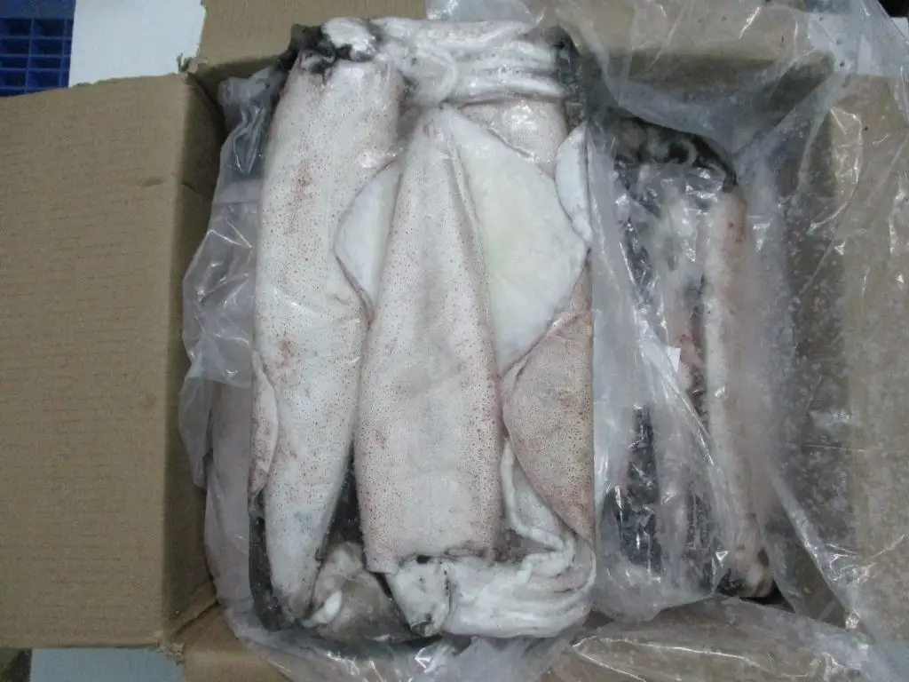 
FROZEN SQUID WHOLE LOLIGO 