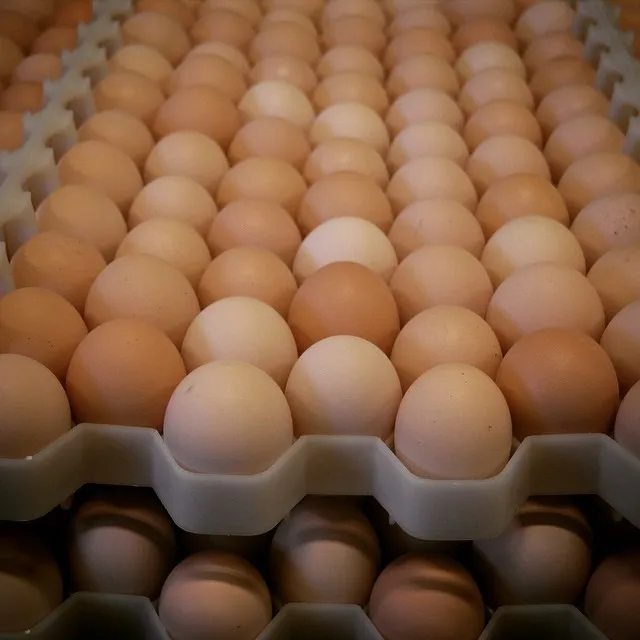 Fresh Chicken Table Eggs & Fertilized Hatching Eggs, White and Brown eggs