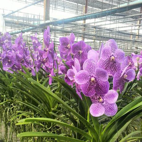 
Vanda Orchids 
