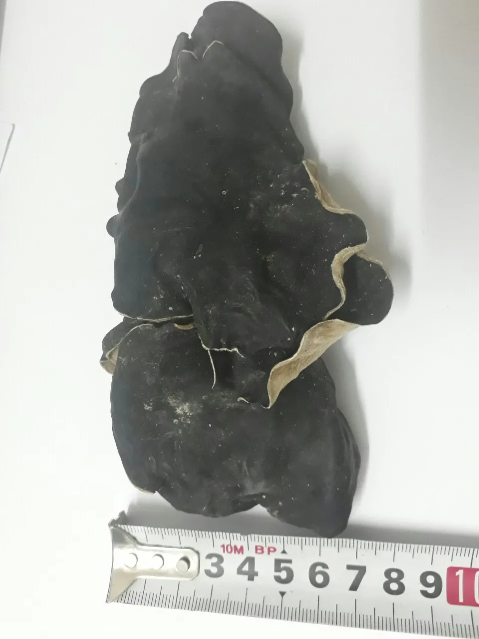 Высококачественные деревянные ушные грибы из Вьетнама/Whatsapp + 0084896612931