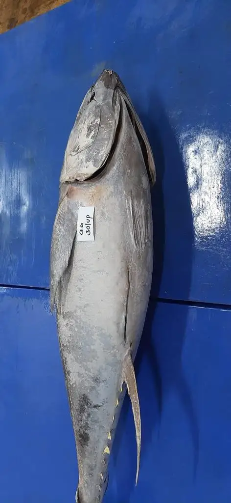 YELLOWFIN TUNA G G.jpg