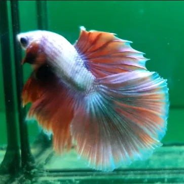 Таиланд бетта рыба полулуна супер цвет оптовая продажа