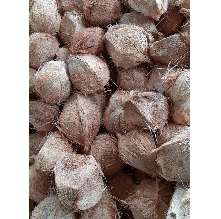 Fresh mature coconut in bag newly harvested made Viet Nam Phytosanitary Certification Coconut for