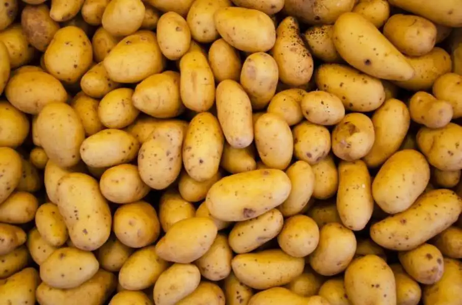  Fresh Round Irish Potatoes for sale in bulk.