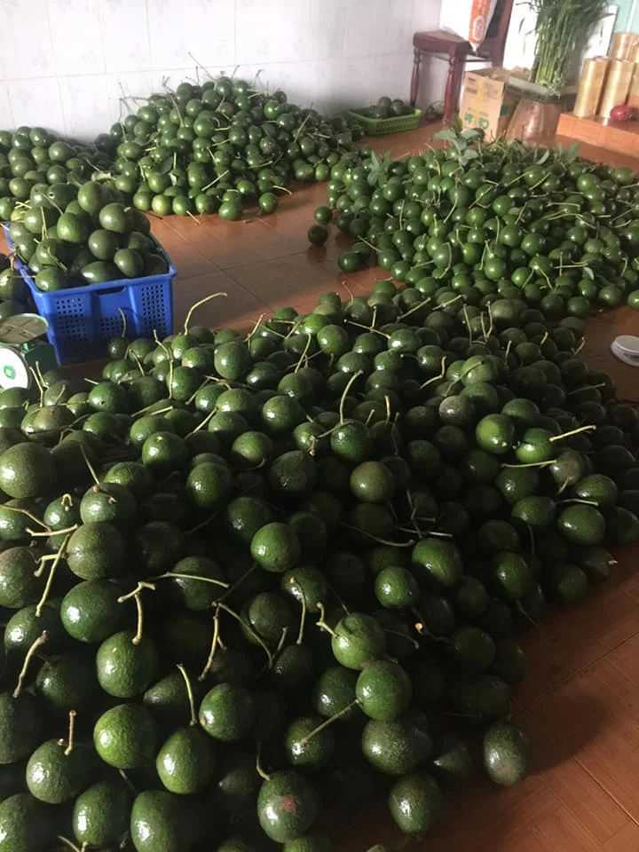 Стенд авокадо 7 свежий HASS FUERTE