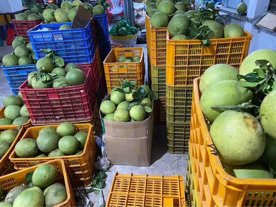 Wholesale 100% Fresh Citrus Grapefruit pomelo fruit fresh/organic Newest Season Natural color Tasty made in Viet Nam