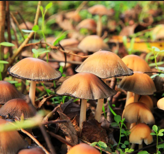 Wood dryer dehydrator