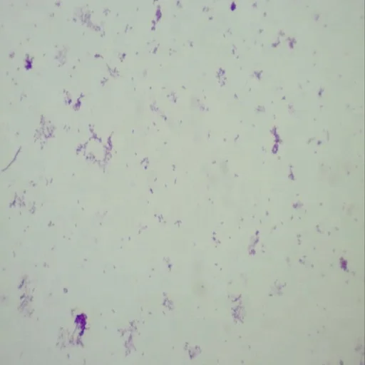 Микроскопы для микробиологии