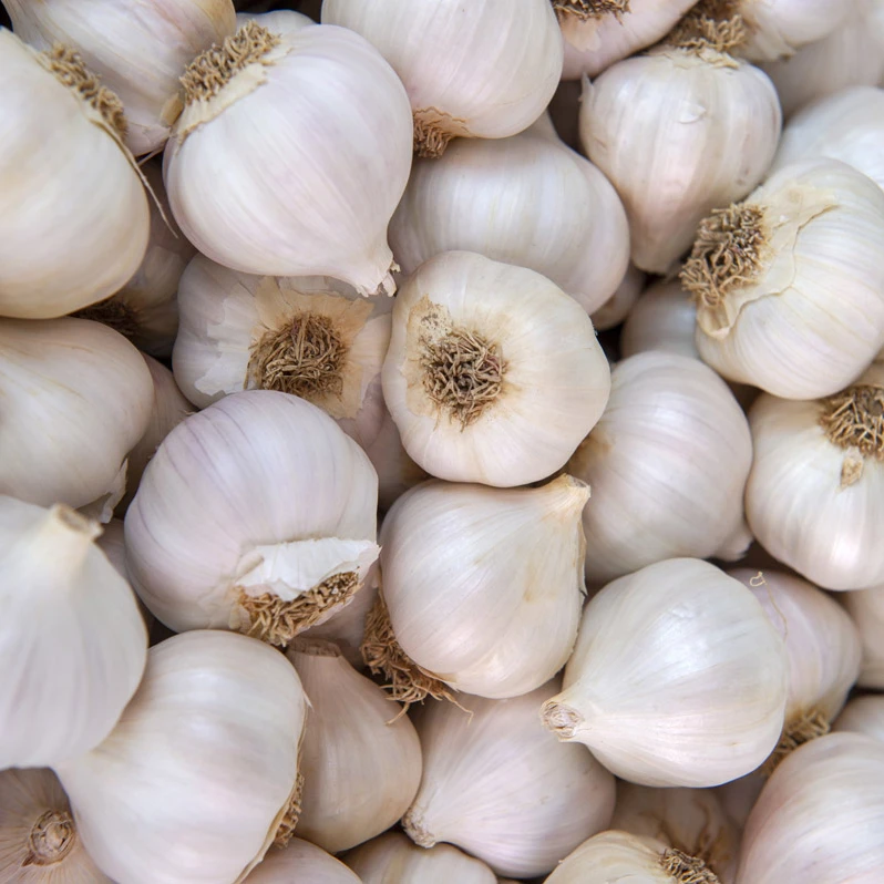 
Spanish white red Garlic 