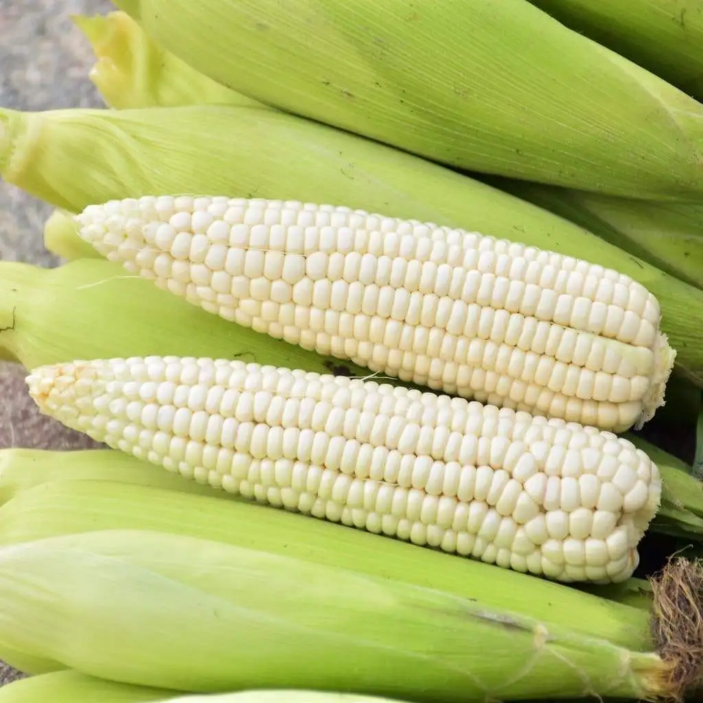 Edible Non Gmo Maize White Corn Kernels