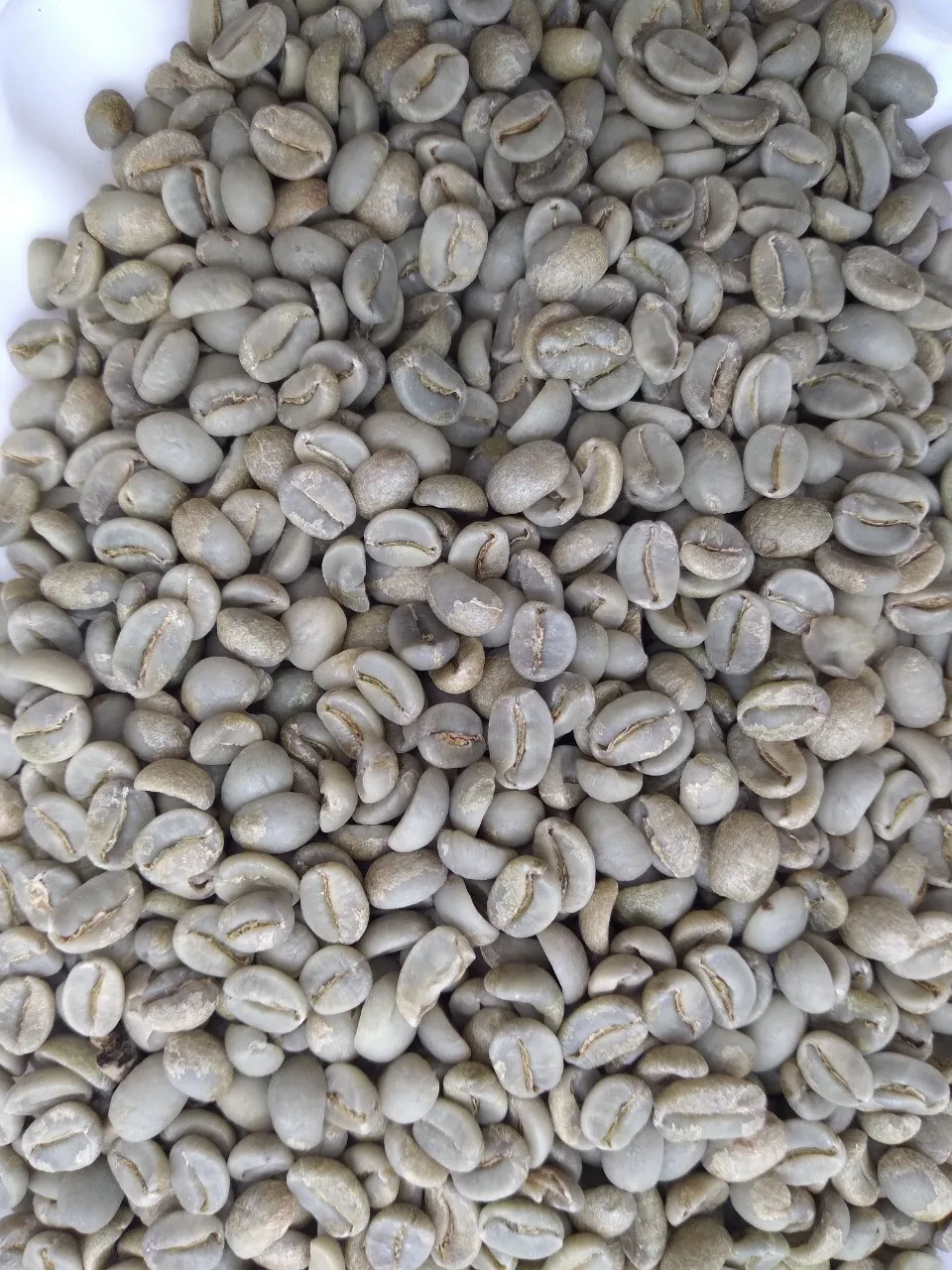 Заводская цена кофейные Зеленые зерна Robusta зеленые вьетнамские