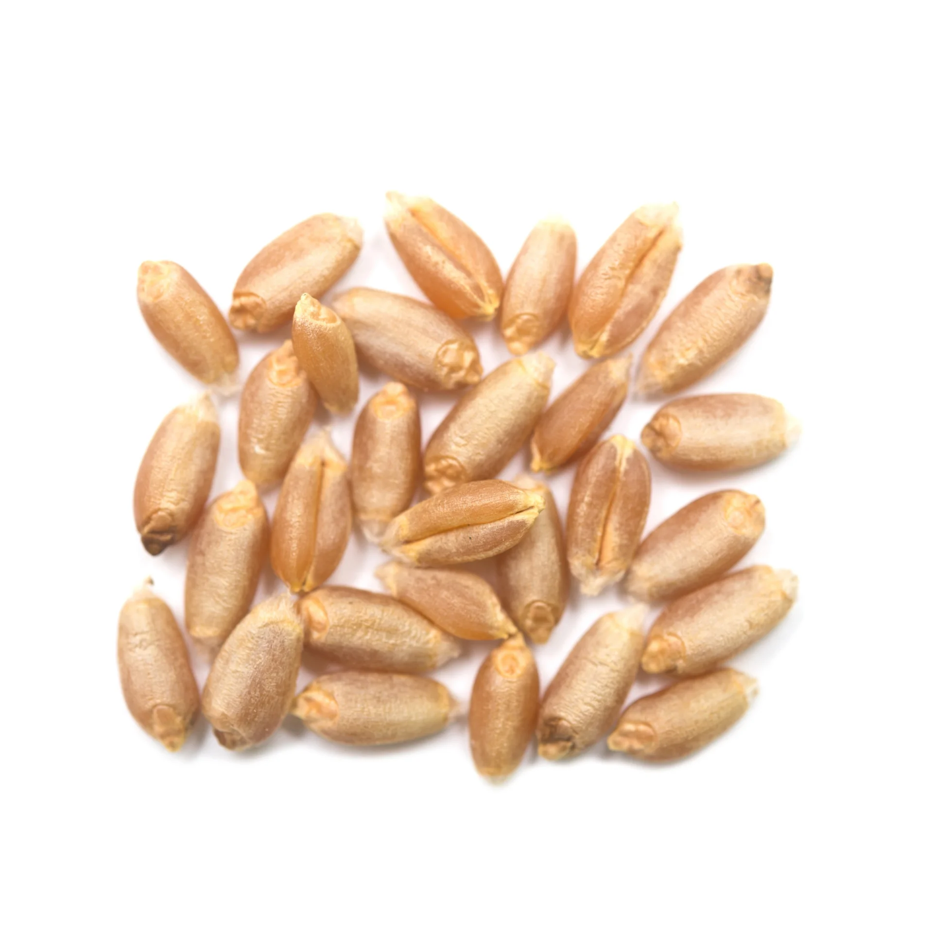 Wheat- High quality