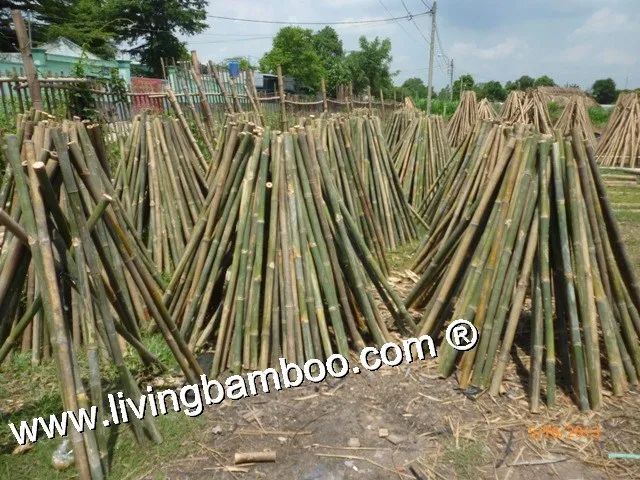 Bamboo Pole, Bamboo Fence, Thatch Panel Good Price