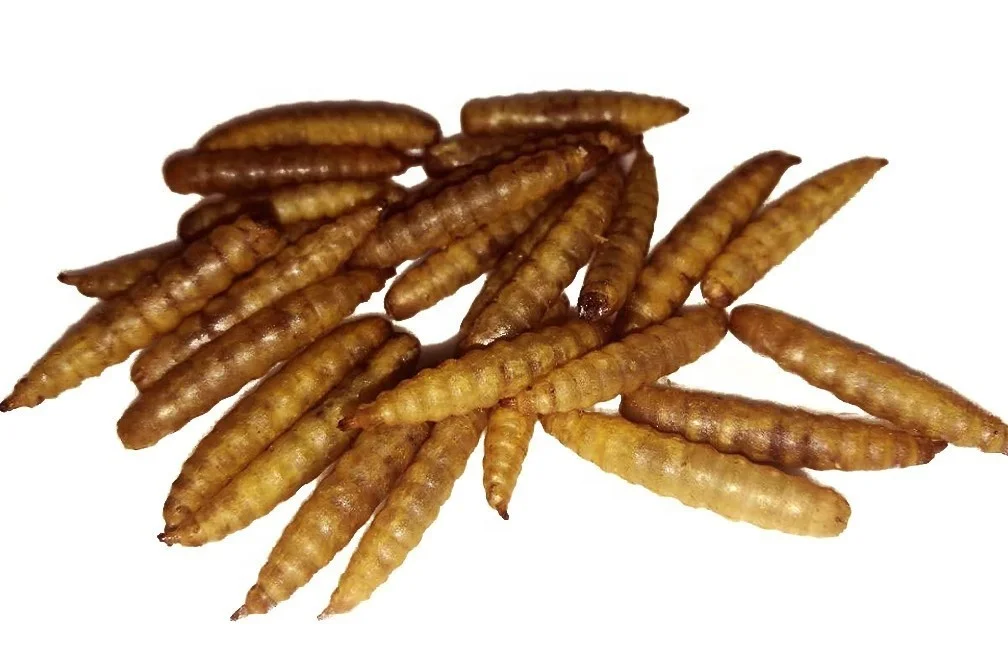 Chinese factory feed additives black soldier fly powder breeding