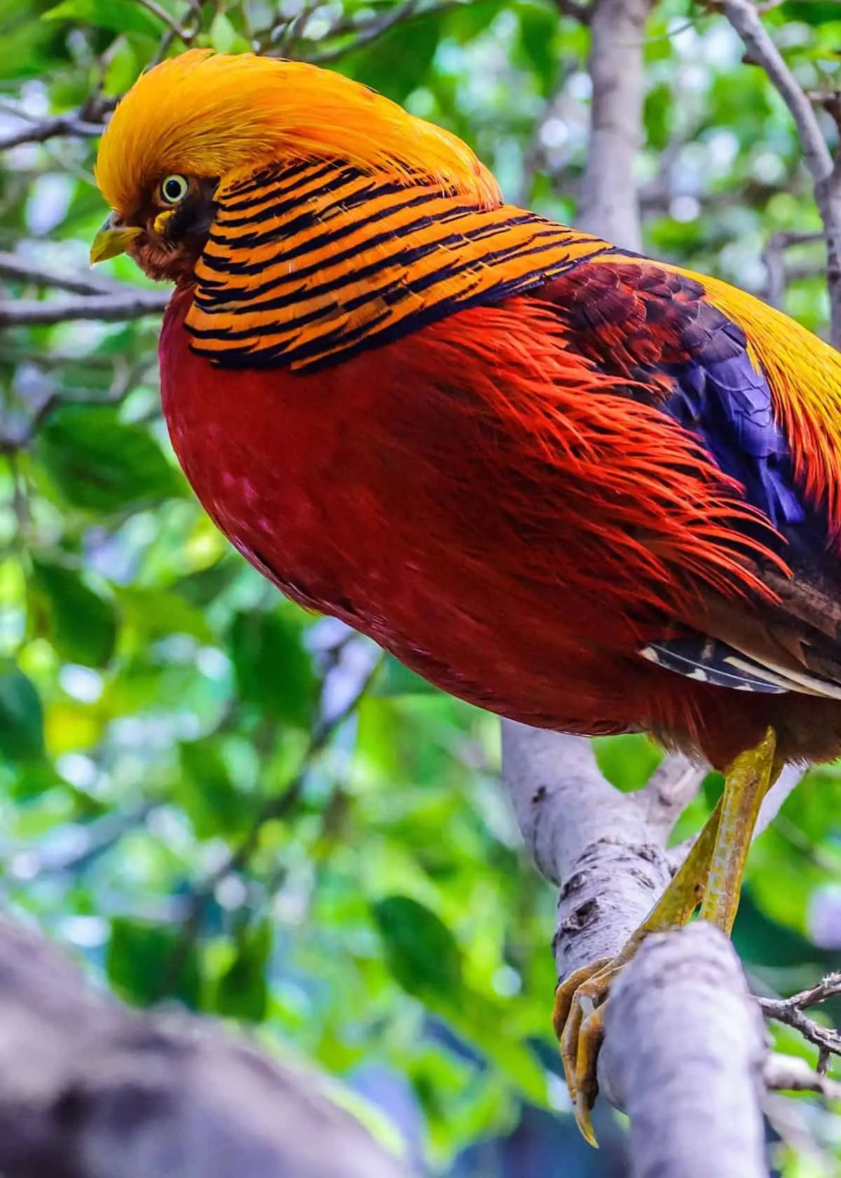 gold pheasant birds 00 0.jpg