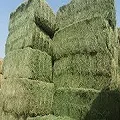 Высококачественная зеленая трава для Родоса сено Пакистан импорт экспорт лидер продаж корм животных Катар Кувейт Бахрейн Корея