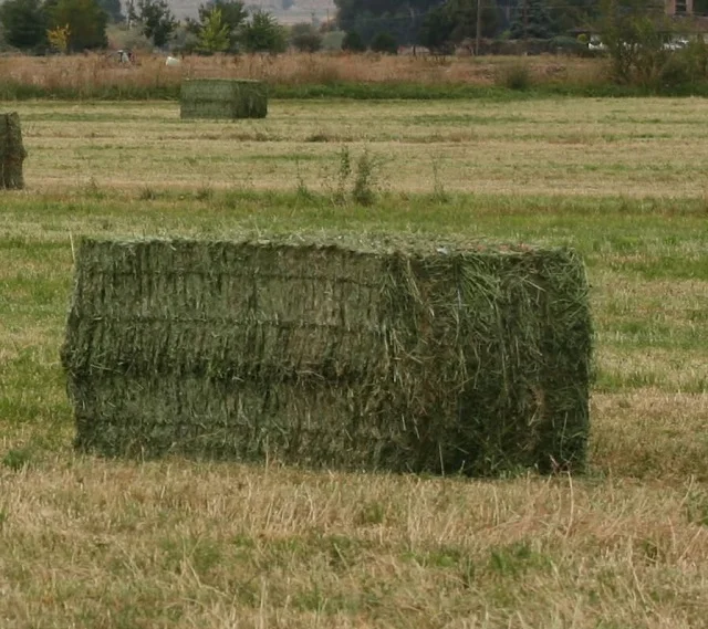 Люцерна сено высшего класса солнце вылеченный зеленый Люцерна Сено для продажи