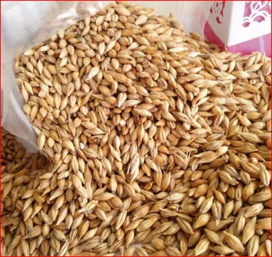 
Top Class Barley Seeds/Animal feed barley/bulk barley grains for sale 