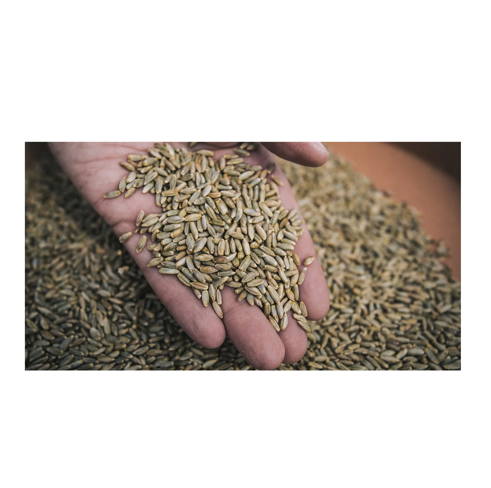 Wholesale Top Quality Rye In Cheap Price