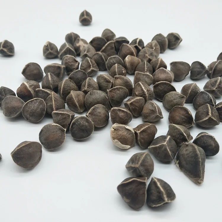 Семена Моринги