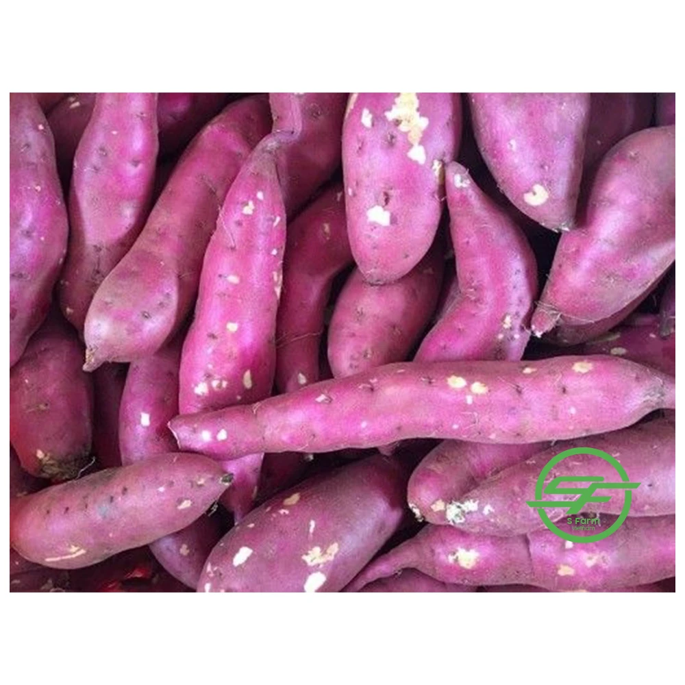 Fresh Potato - 100% Maturity Newest Crop Purple Sweet Potato- 10kg with best price from Vietnam