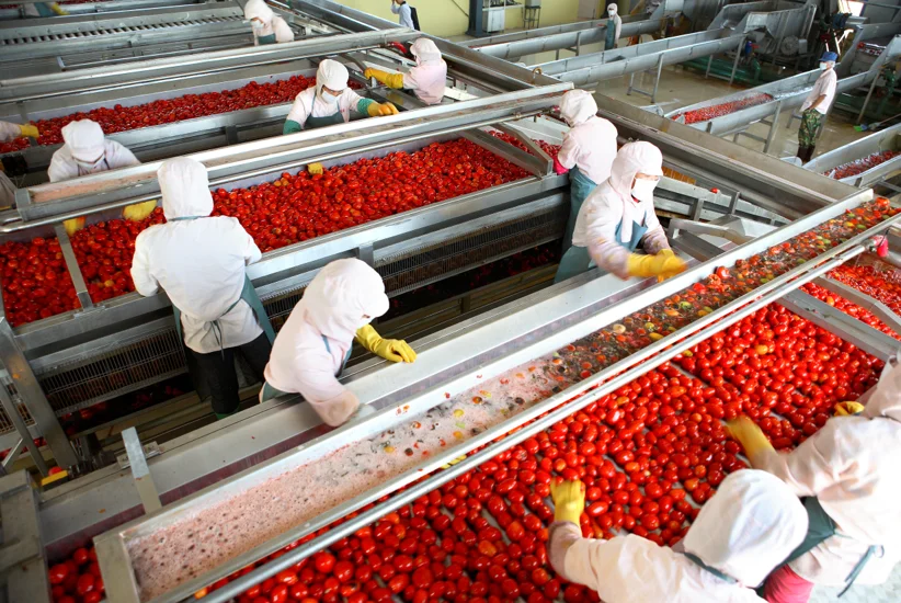 Консервированные маринованные помидоры с лучшим вкусом помидор-Черри/свежие и вкусные консервированные помидоры/WhatsApp + 0084-902803631