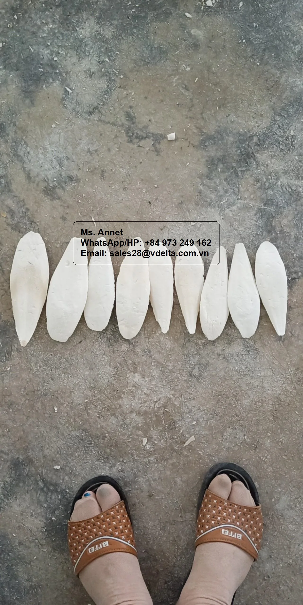Vietnam Cuttlefish Bone for Pet feed/ Bird feed / Jenny +84 905 926 612
