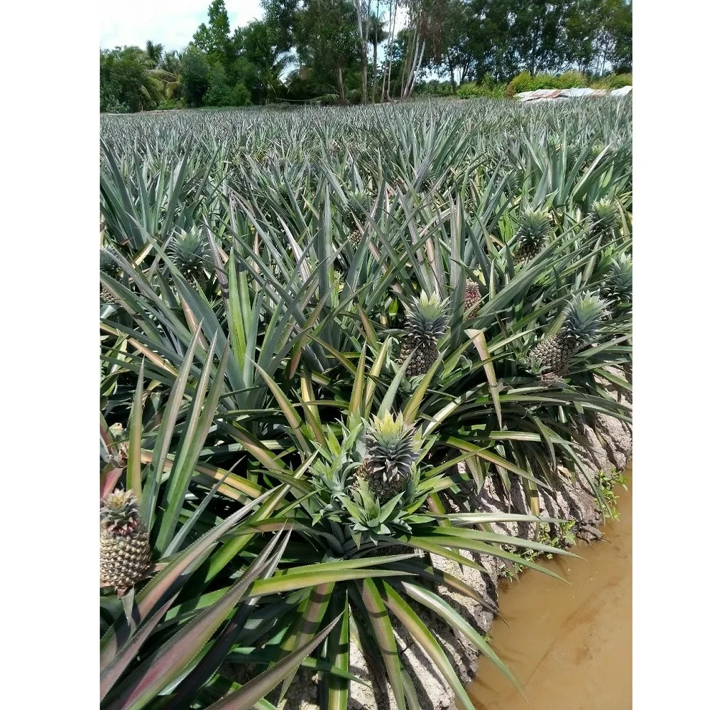 Wholesale Nutritious 100% Organic Fresh Yellow Flesh Natural Smell Mild Sweet Ripe Ananas/Pineapples Fruit From Vietnam in Bulk