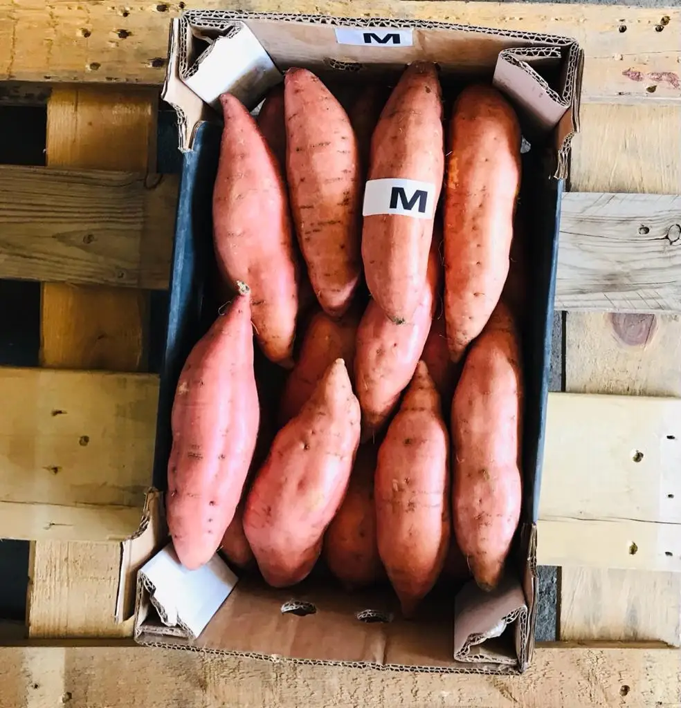Egyptian Sweet potato high quality low prices