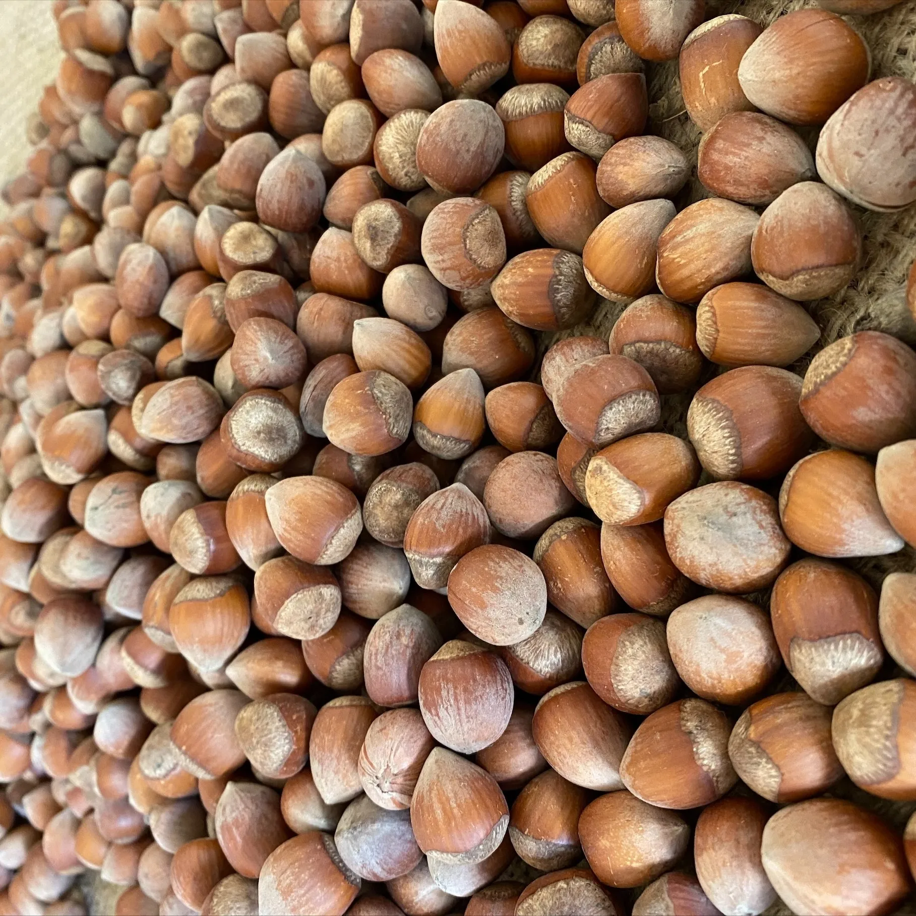 PREMIUM QUALITY EXW READY FOR SALE TURKISH HAZELNUT NATURAL ROASTED AND RAW HAZELNUTS SHELLED (2021- Giresun))