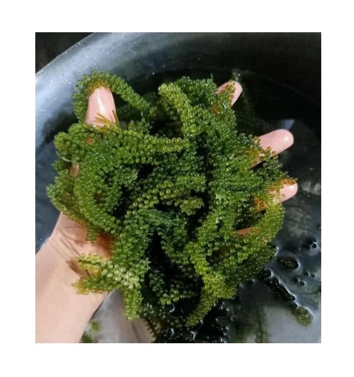 Lato Sea Grapes - Dehydrated Sea Grapes - Caulerpa lentillifera- Sea Grapes to Canada/US/UK market