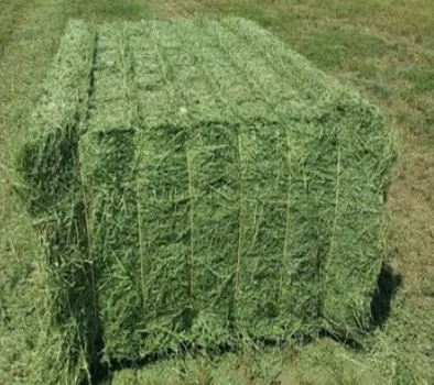 Quality Alfalfa Hay for Animal Feeding and Seeds Cheap Alfalfa Hay Bales