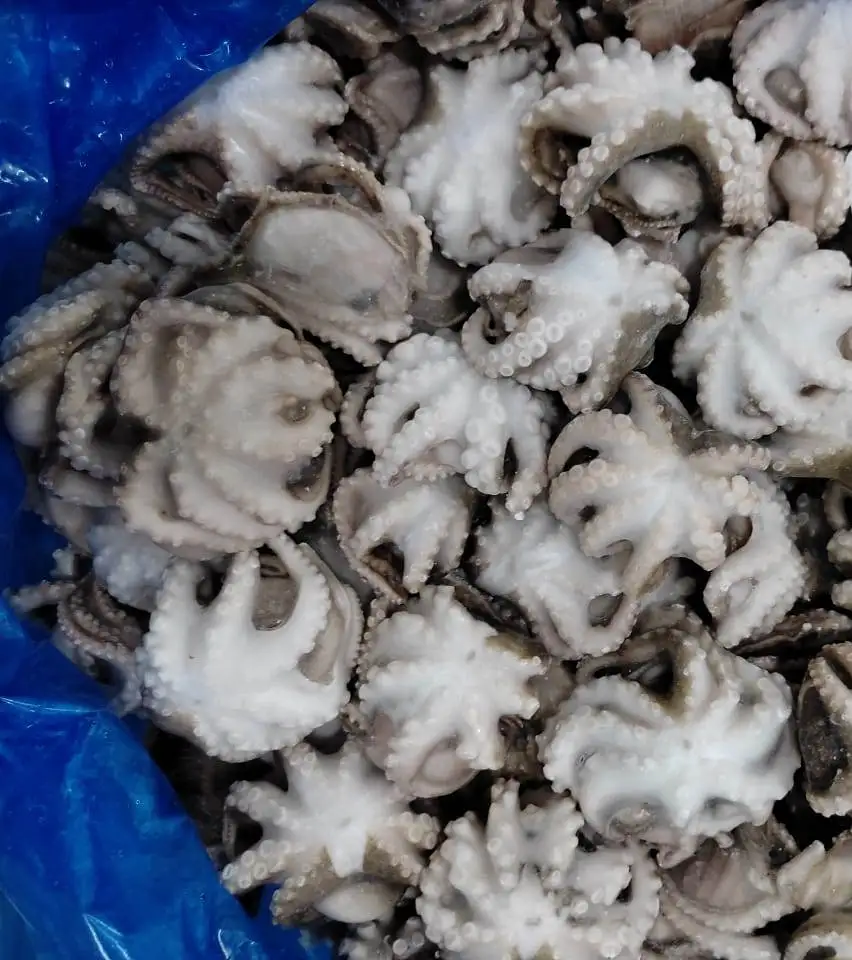 OCTOPUS WHOLE CLEANED