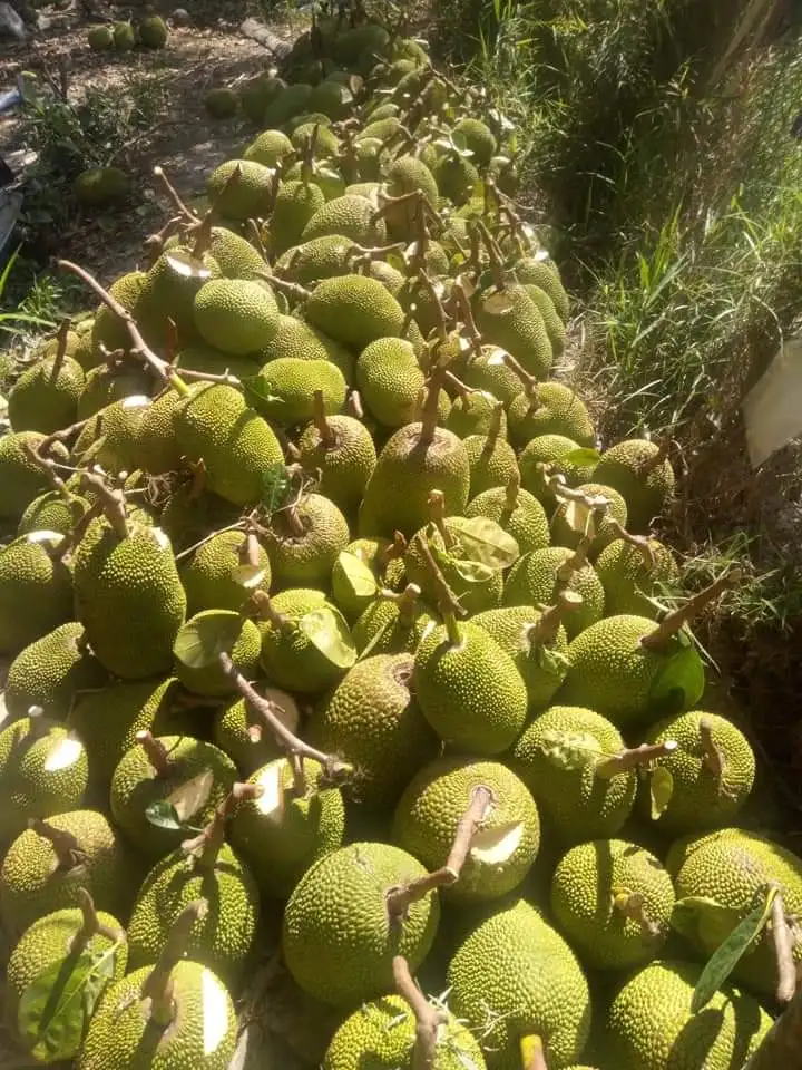 Sweet Taste From Vietnam Fresh Jackfruit 10/15/20/30 kg No Chemicals Top Wholesale