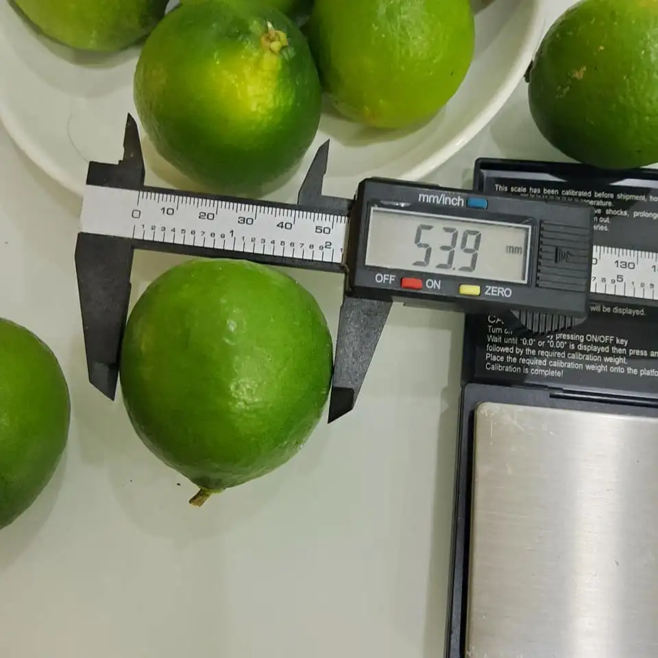  Натуральный желтый цвет лайма органический оригинальный тип продукт лимонного класса свежие фрукты