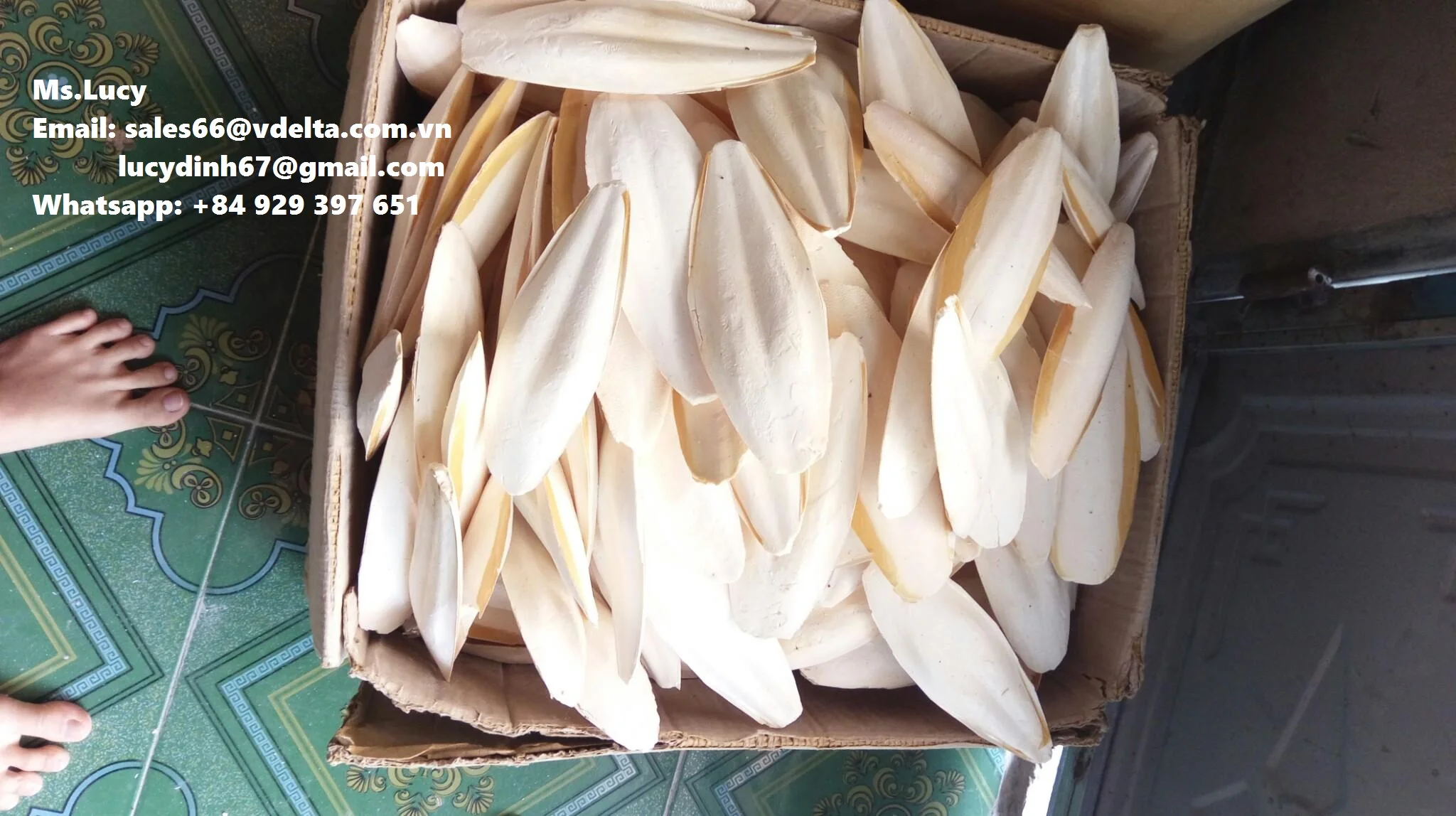 Лучшая еда для птиц и животных/кости морской слепки высокого качества Ms. Люси + 84 929 397 651