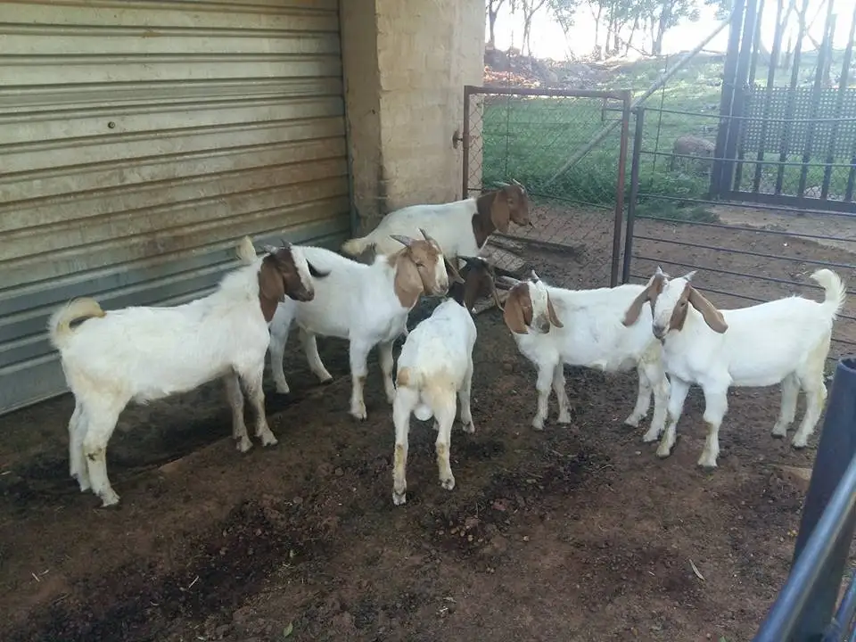 Boer goats