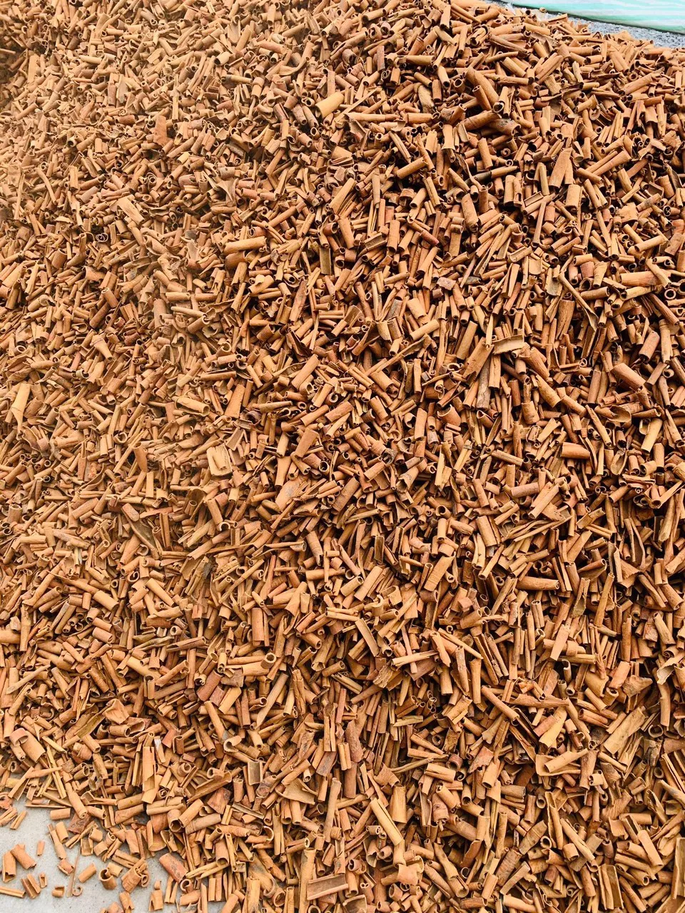 
Best Price Top Quality Species Cinnamon Stick 