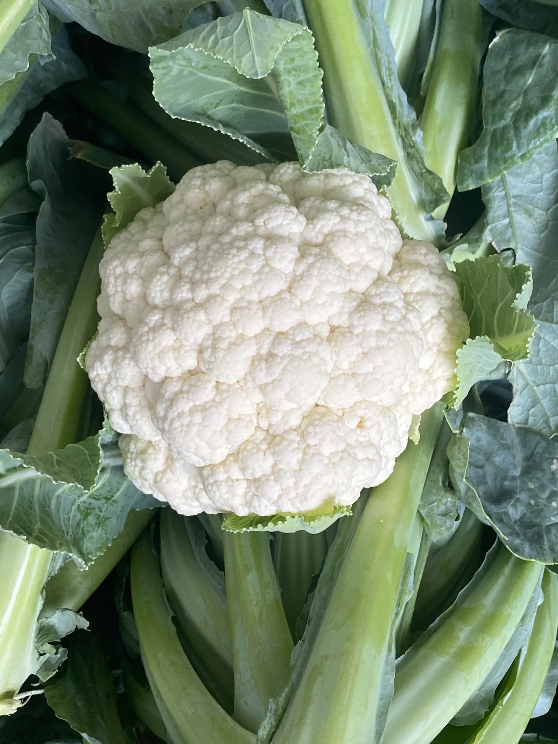 100% Maturity Organic Fresh White Cauliflower 90cm Size Super Big High Quality New Crop From Vietnam