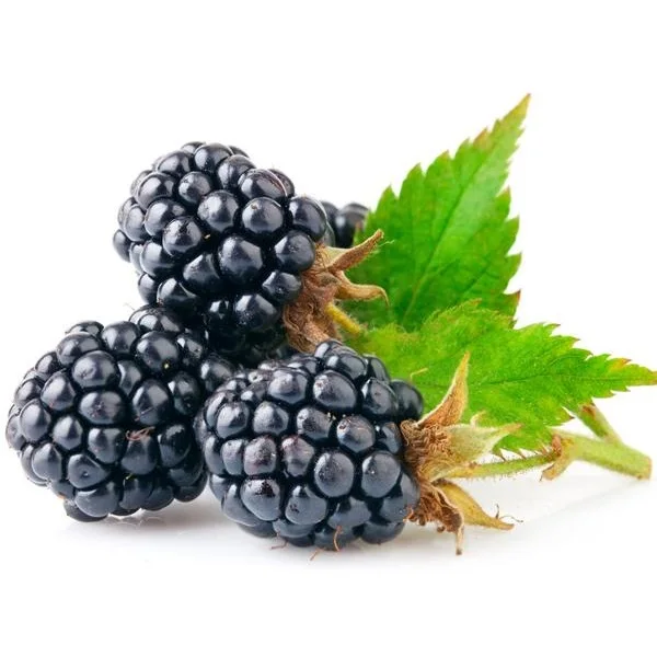 Best Price Fresh Blackberry Fruit