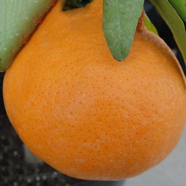 oranges/fresh mandarin orange/Citrus fruit