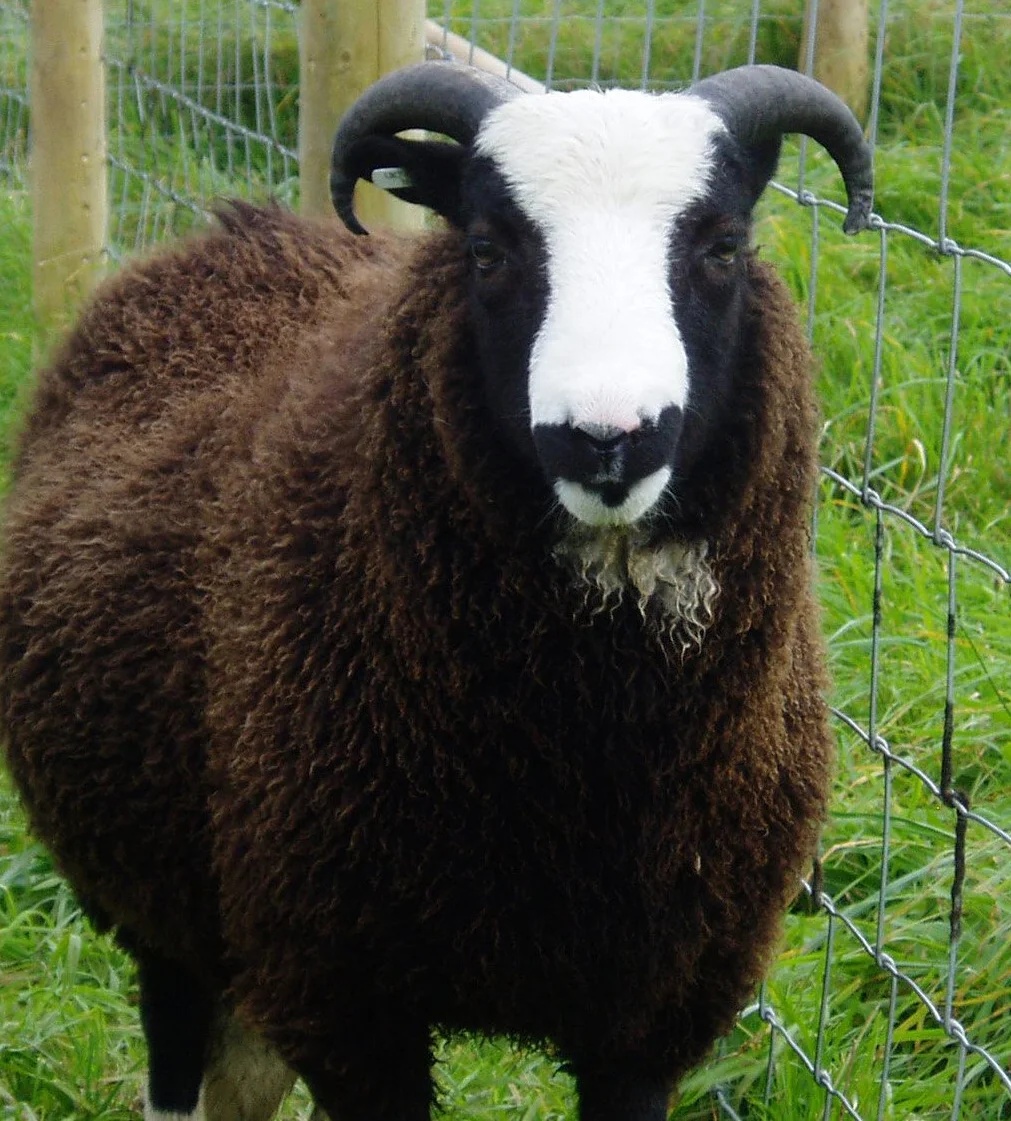 Balwen Welsh sheep,cow,camel,sheep,goat,ox,bull