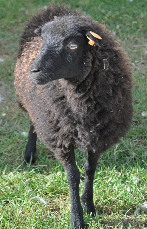Ouessant sheep,cow,camel,sheep,goat,ox,bull