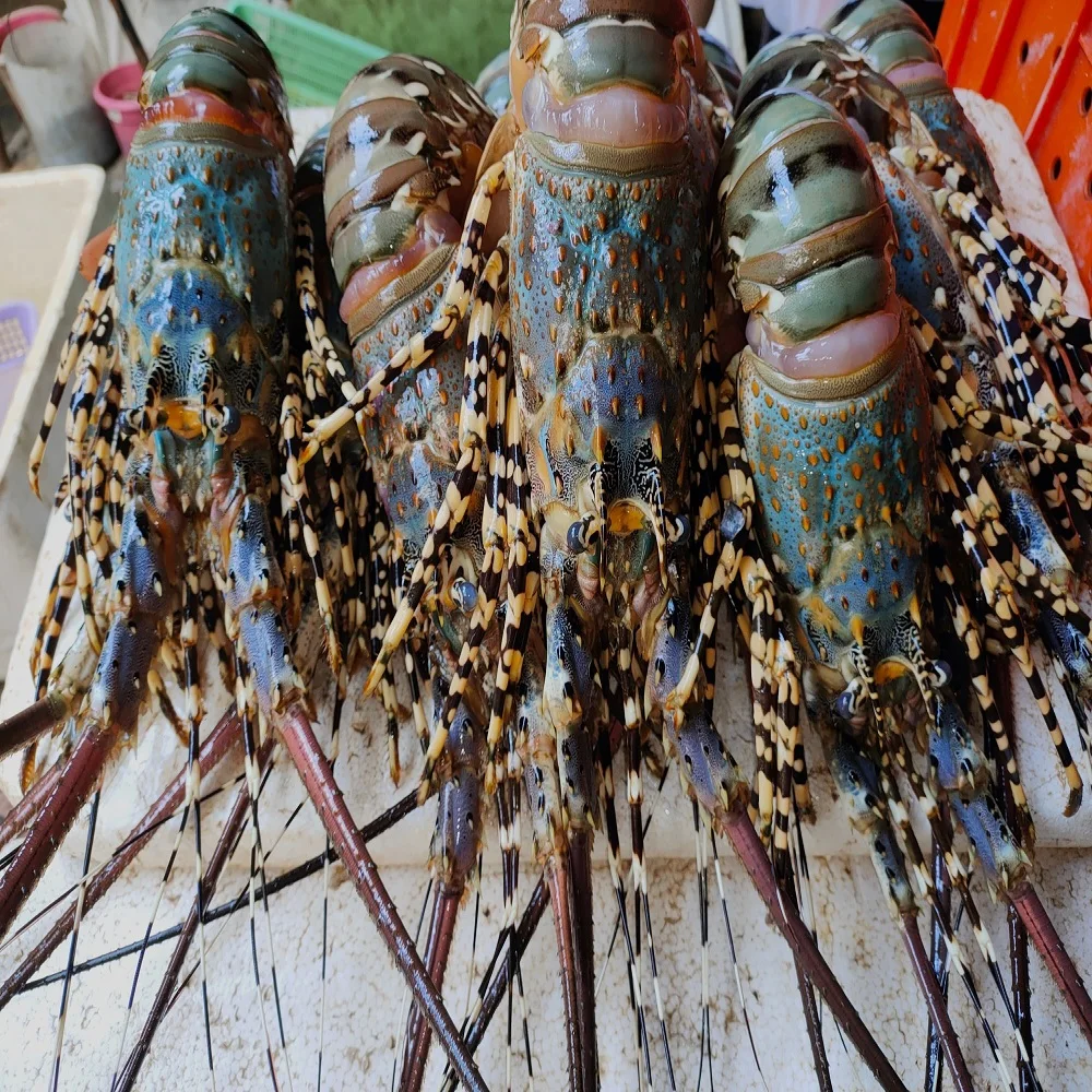 Качественный замороженный ползунки приготовленный весь круг/замороженный необработанный канадский