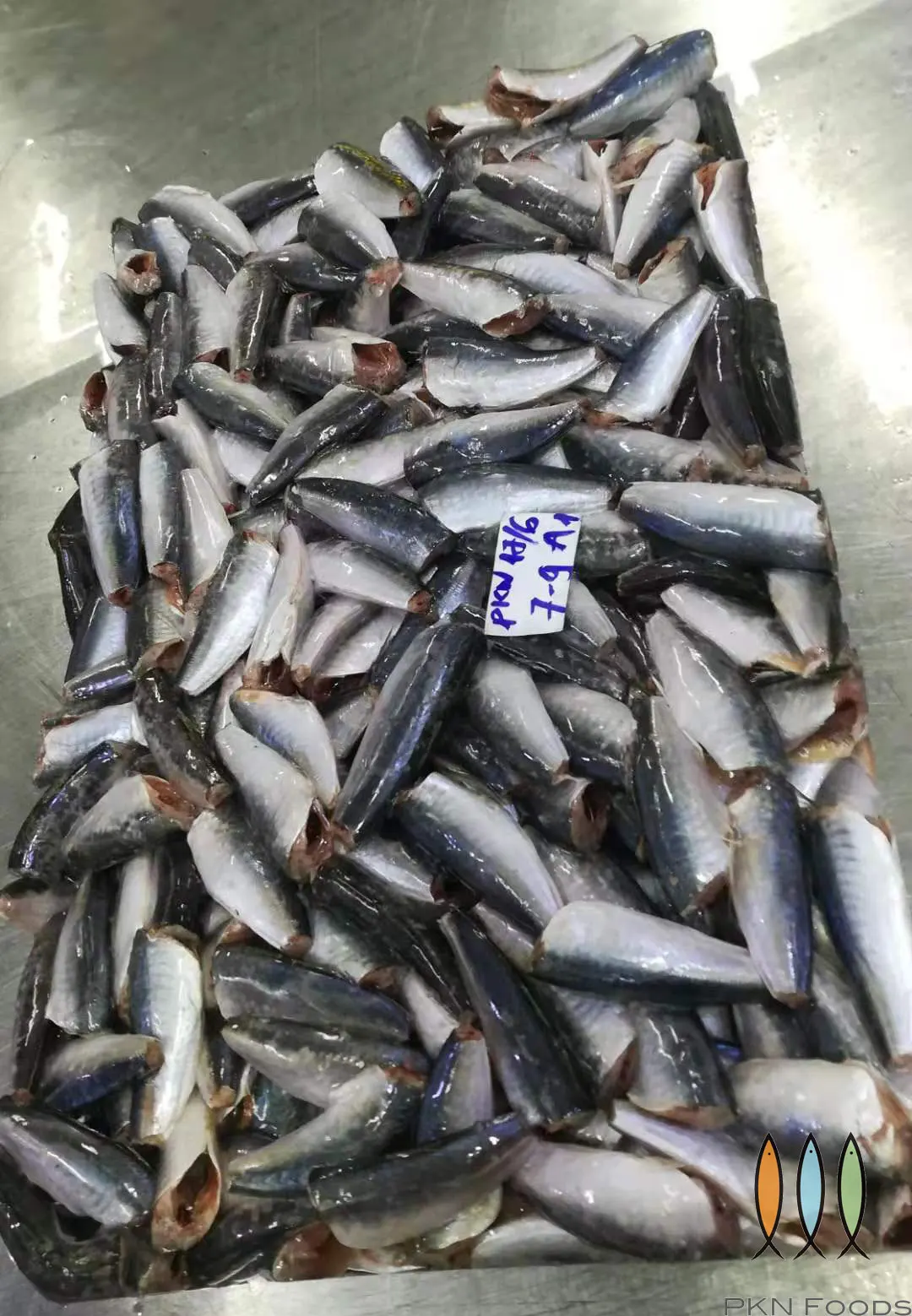 Frozen Round scad HGT for market canned fish From Viet Nam -  cheapest price, high quality