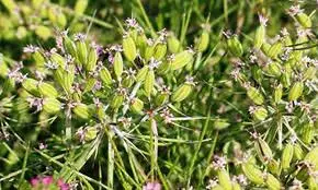 EXPORT QUALITY CUMMIN SEEDS FOR Afghanistan