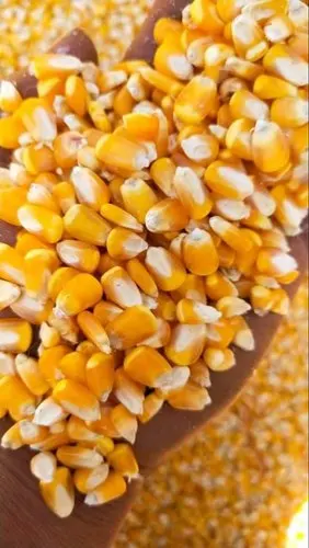 Best quality Yellow and White Corn/Maize Grain - Corn seed