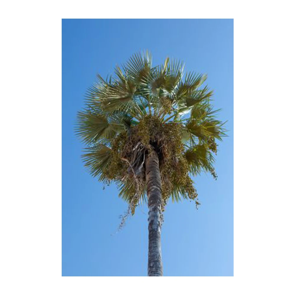 
 Хорошая цена, оптовая продажа, натуральный воск карнаубы  